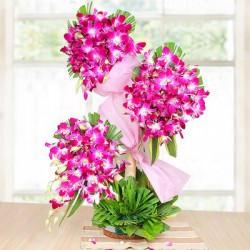 Orchid Charming
